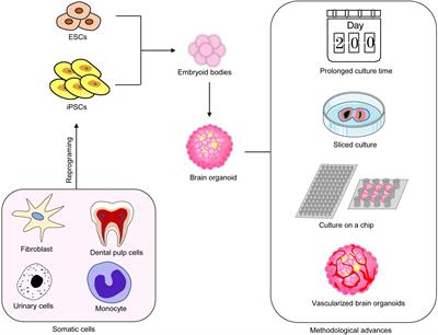 The Application of Brain Organoids: From Neuronal Development to Neurological Diseases